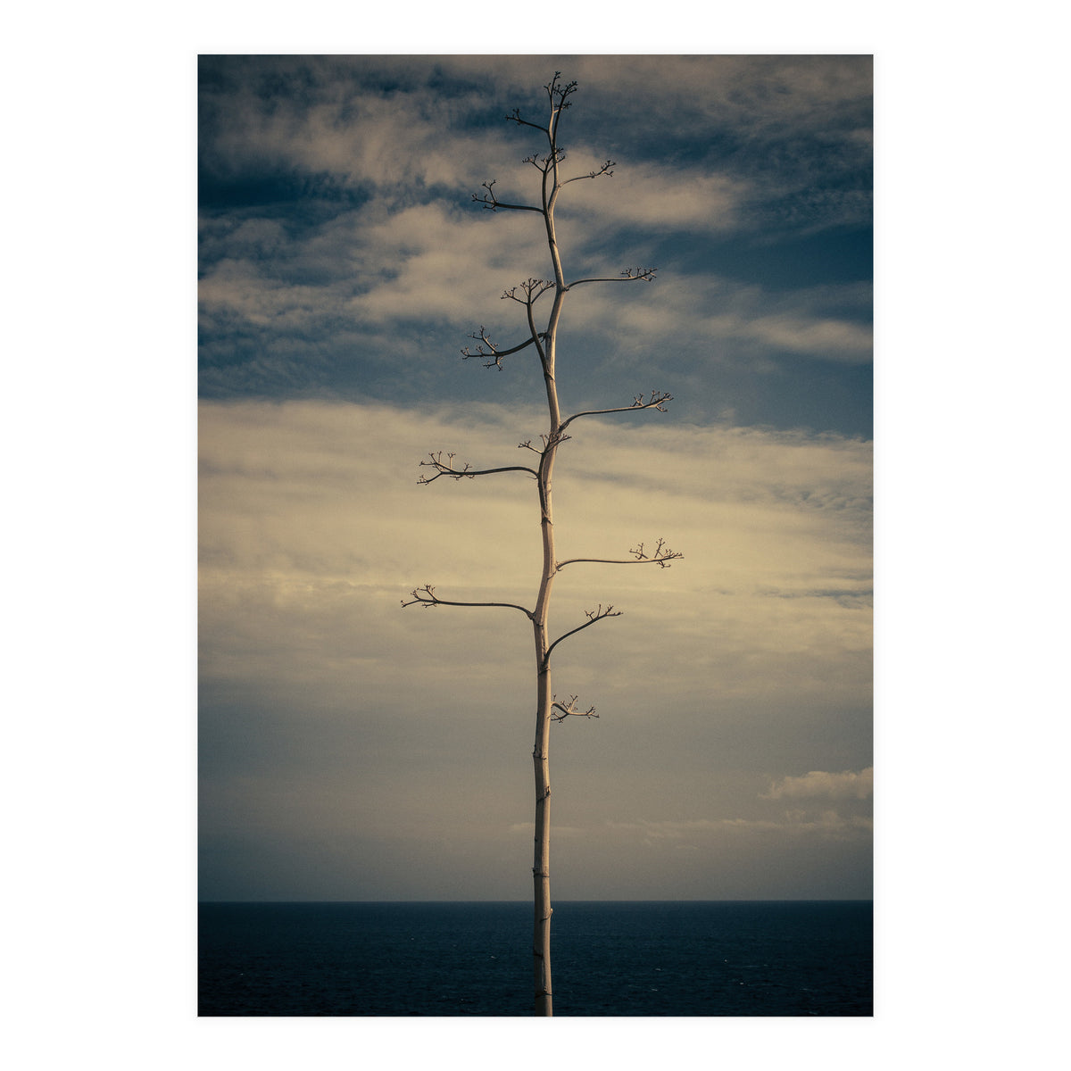 SEA AND TREE (Print Only)
