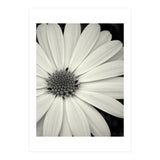 Simplicity  (Print Only) thumbnail
