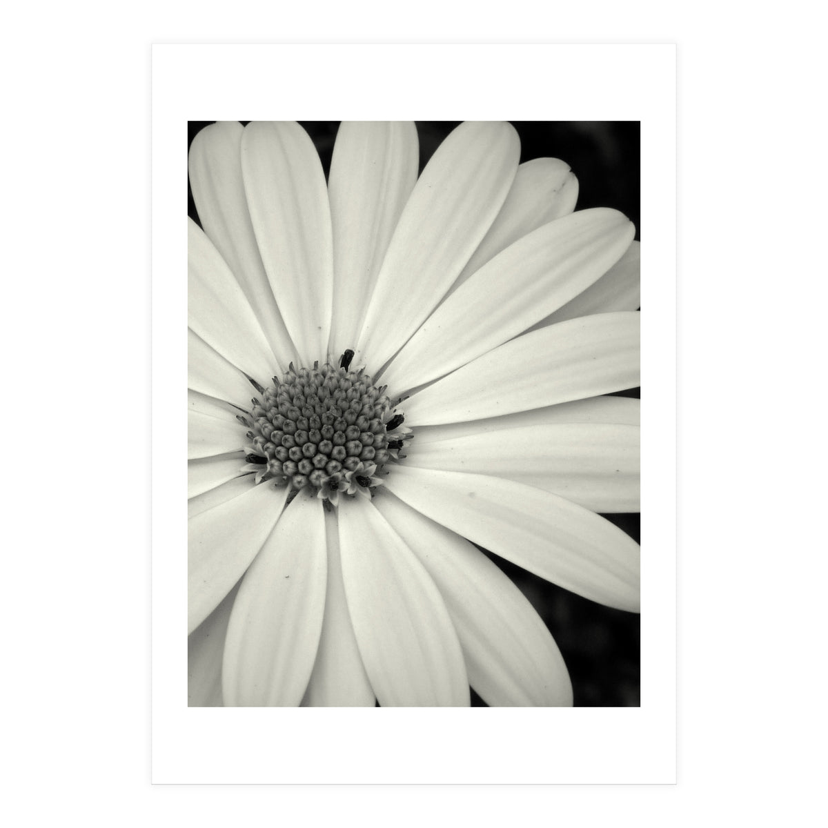 Simplicity  (Print Only)