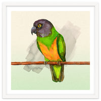 Senegal parrot watercolor