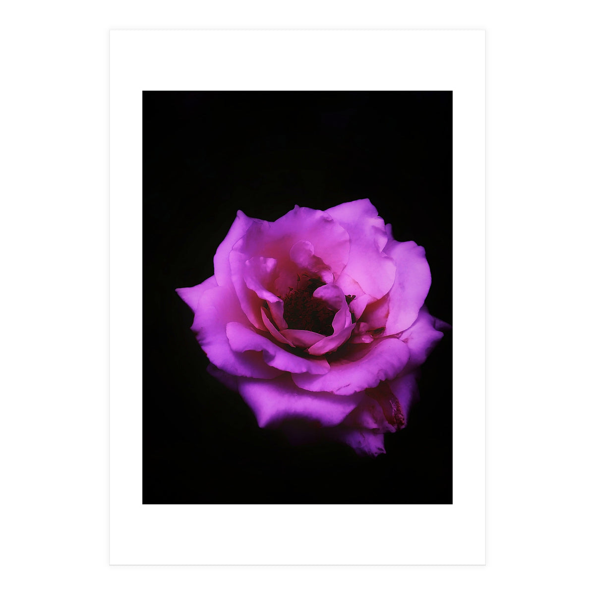Closeup Pink Rose (Print Only)