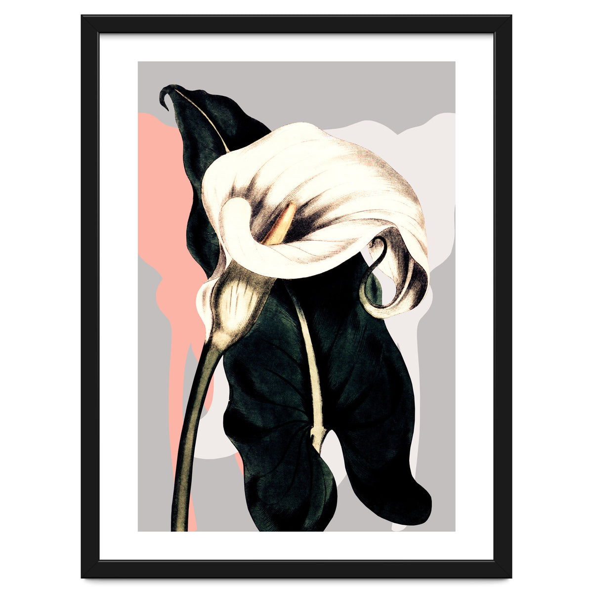 Calla lily flower