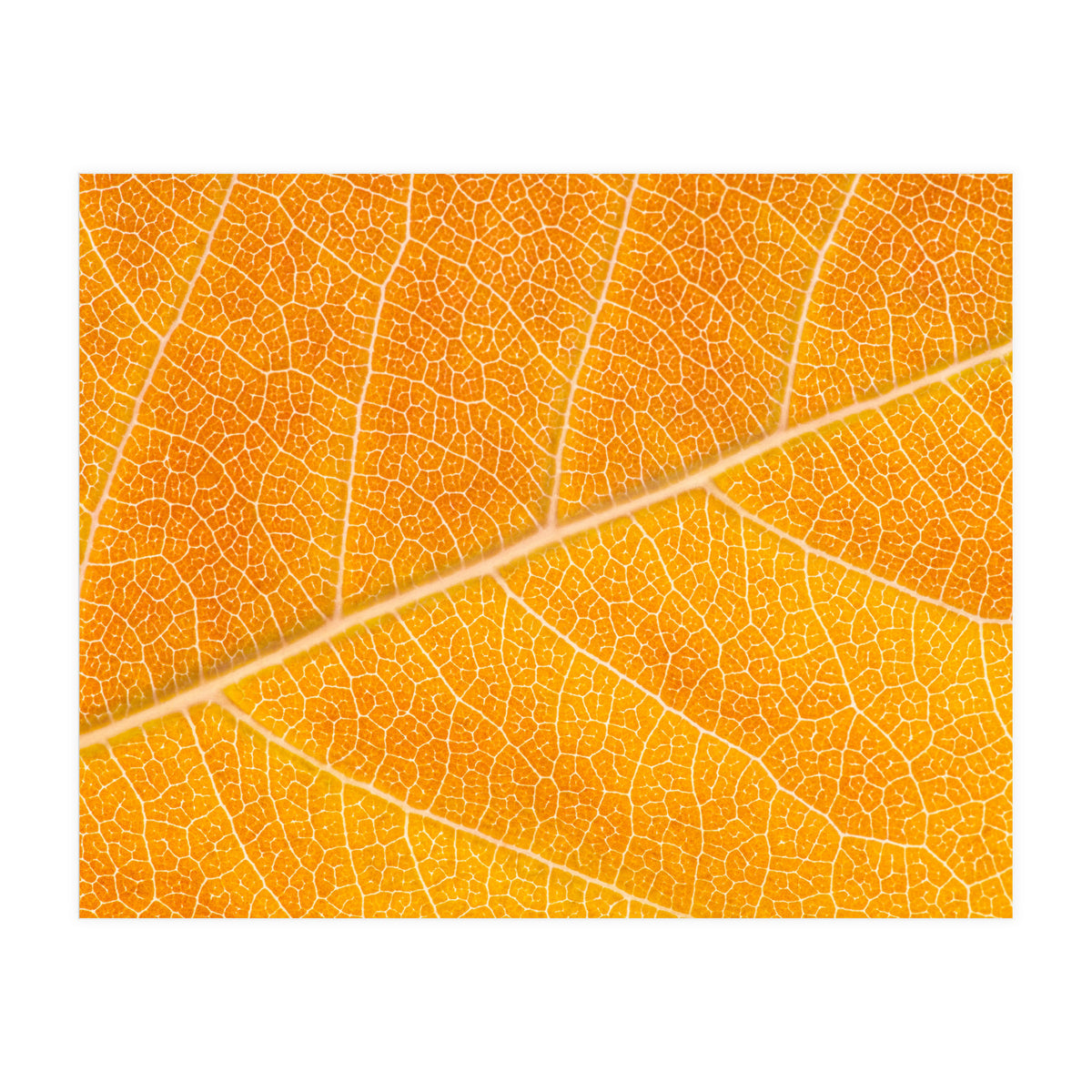 Autumn Leaf (Print Only)