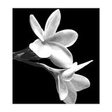 Black and White Flowers  (Print Only) thumbnail
