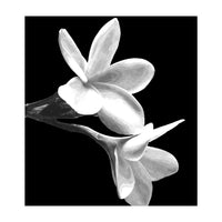 Black and White Flowers  (Print Only)