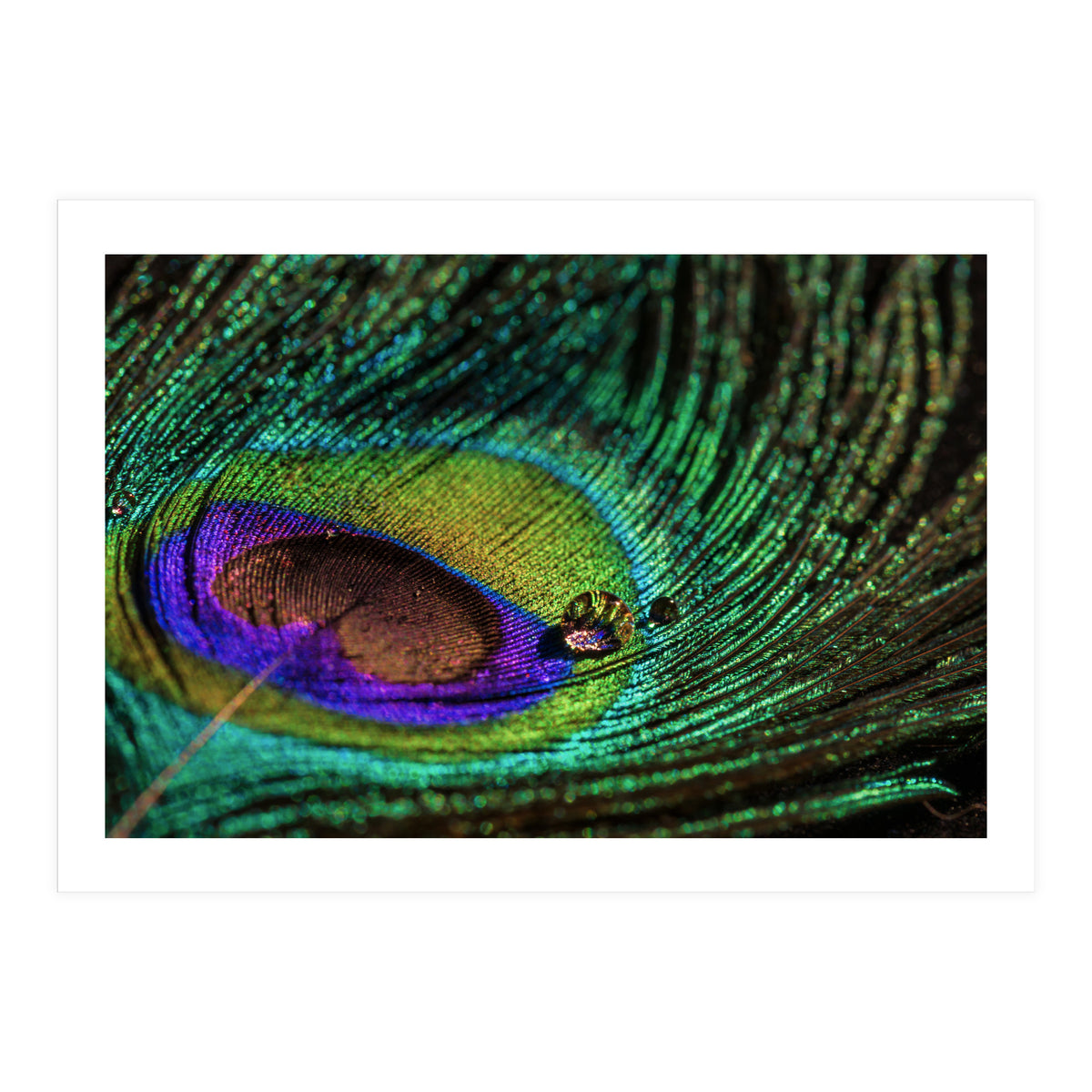 Peacock feather (Print Only)
