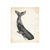 balena (Print Only) thumbnail