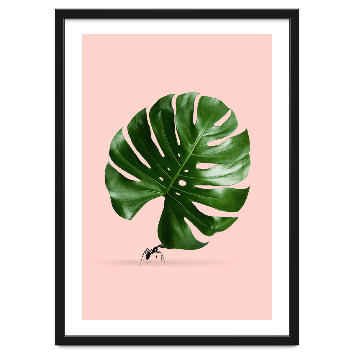 Monstera Ant