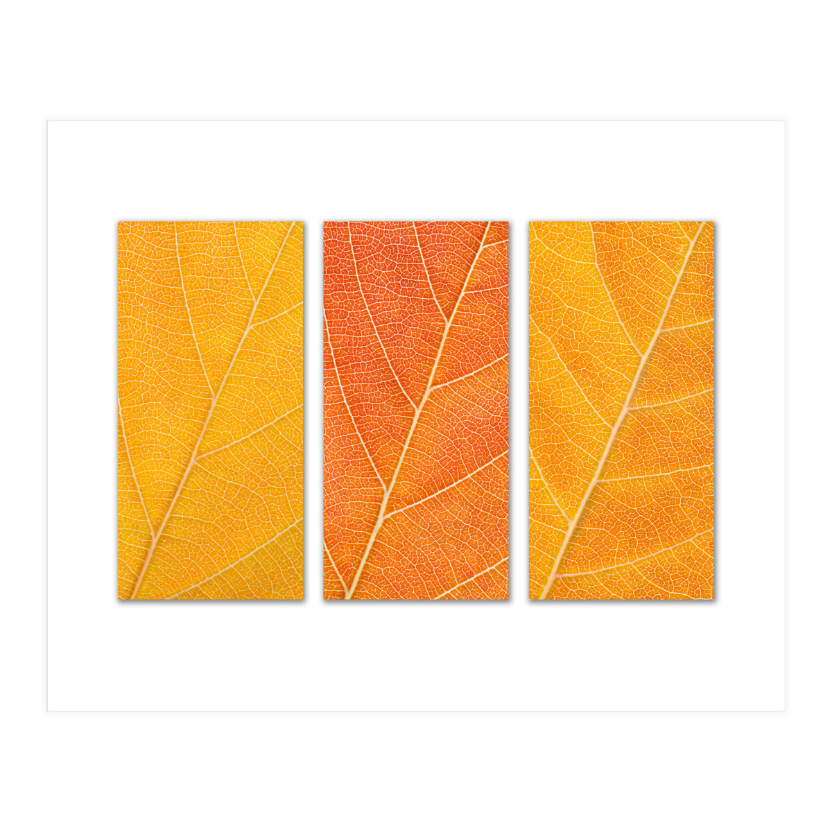 Autumn Leaves (Print Only)