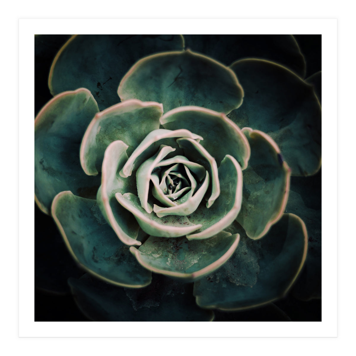DARKSIDE OF SUCCULENTS IV-A (Print Only)