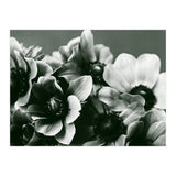 Anemone Flowers (Print Only) thumbnail