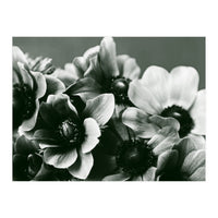 Anemone Flowers (Print Only)