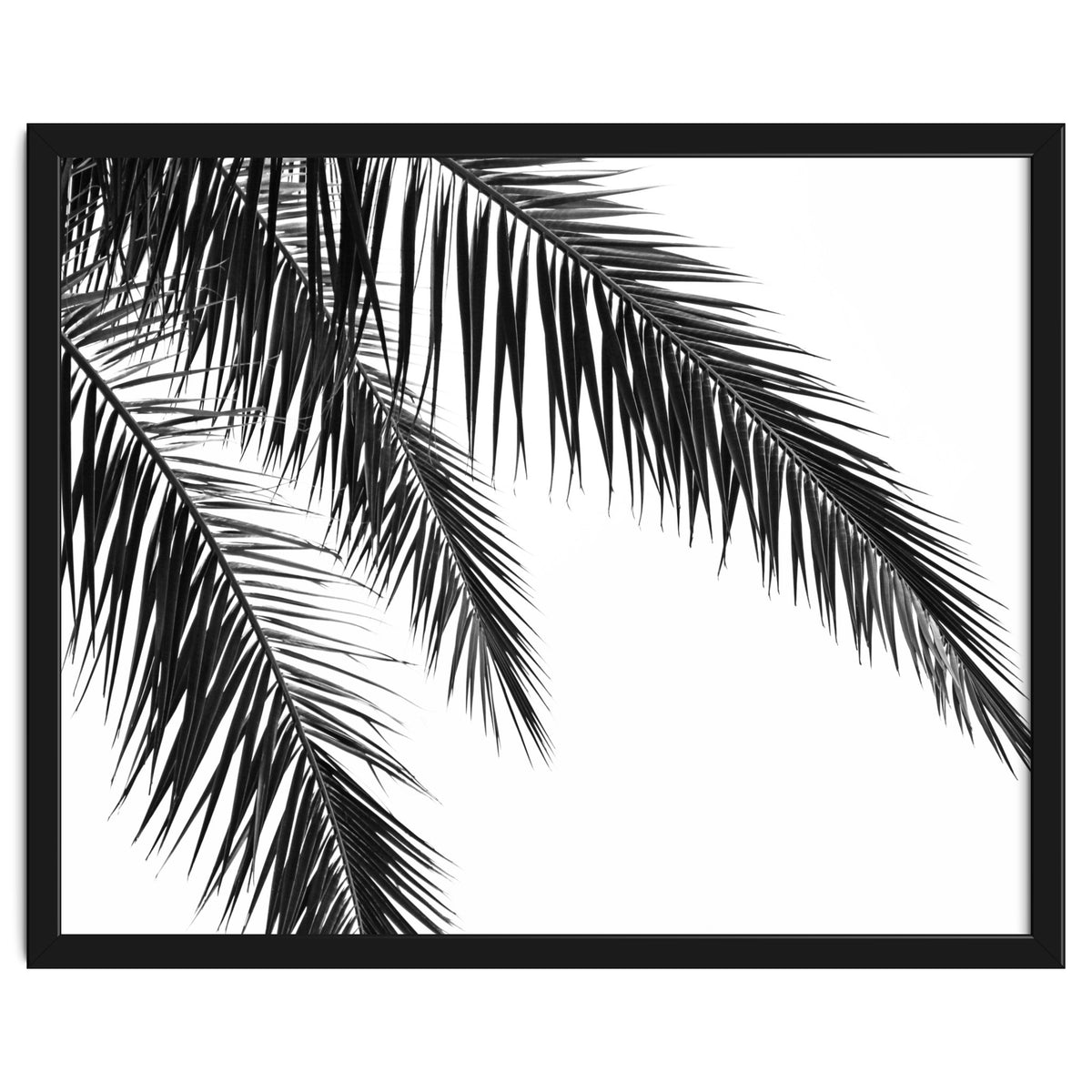 Palm Leaves