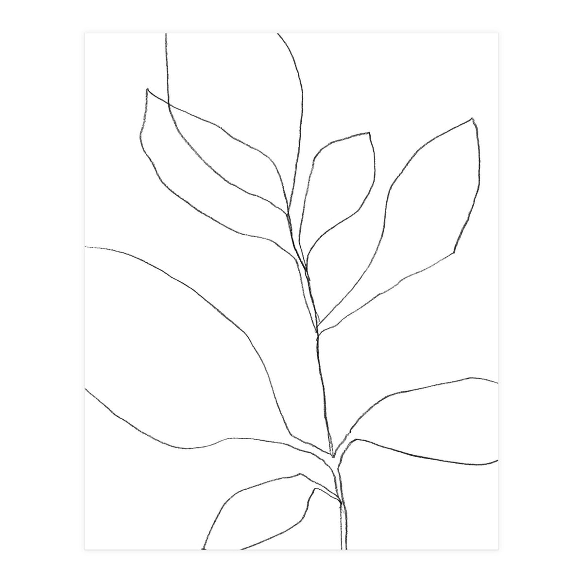 Seven Leaf Plant (Print Only)