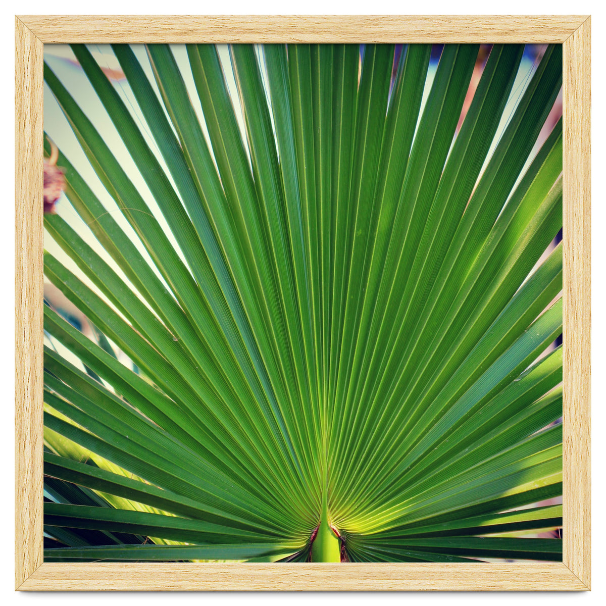 palm leaf