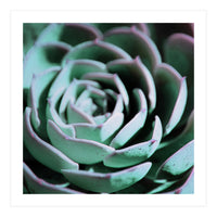 DARKSIDE OF SUCCULENTS III-A (Print Only)