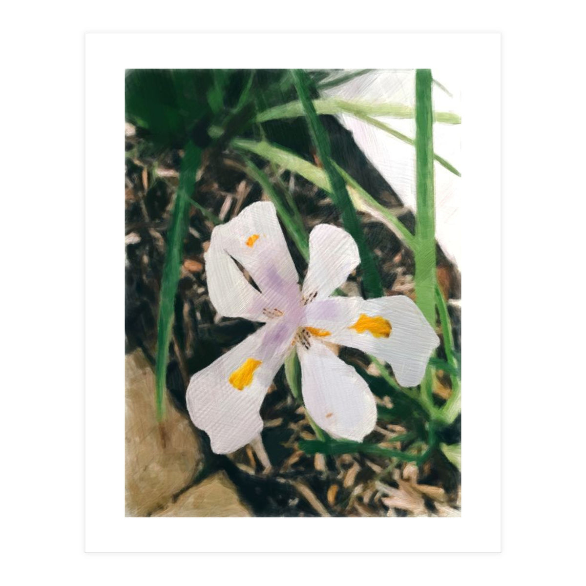 Lily (Print Only)