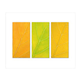Autumn Leaves (Print Only) thumbnail