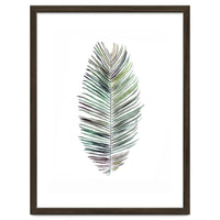 Botanical Illustration Cocos Palm