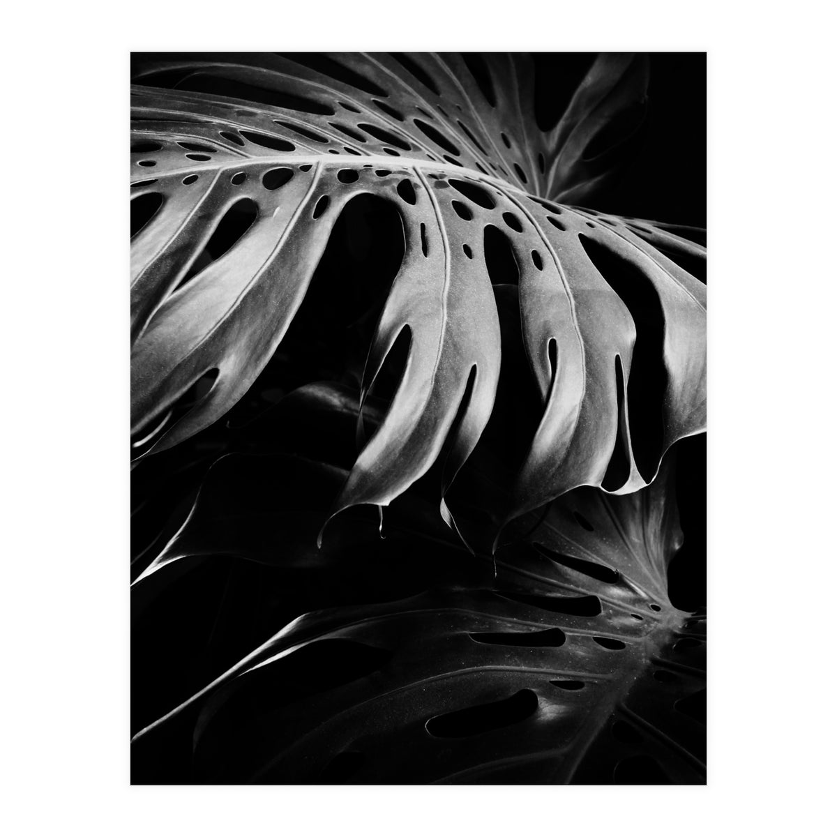 monstera nature (Print Only)