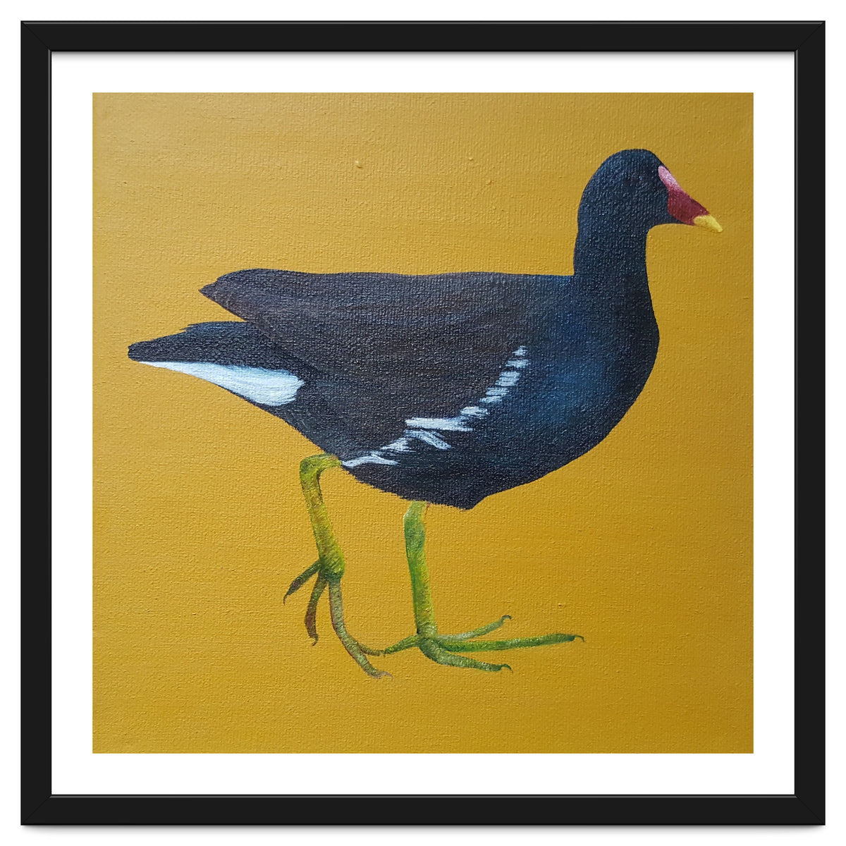 Moorhen