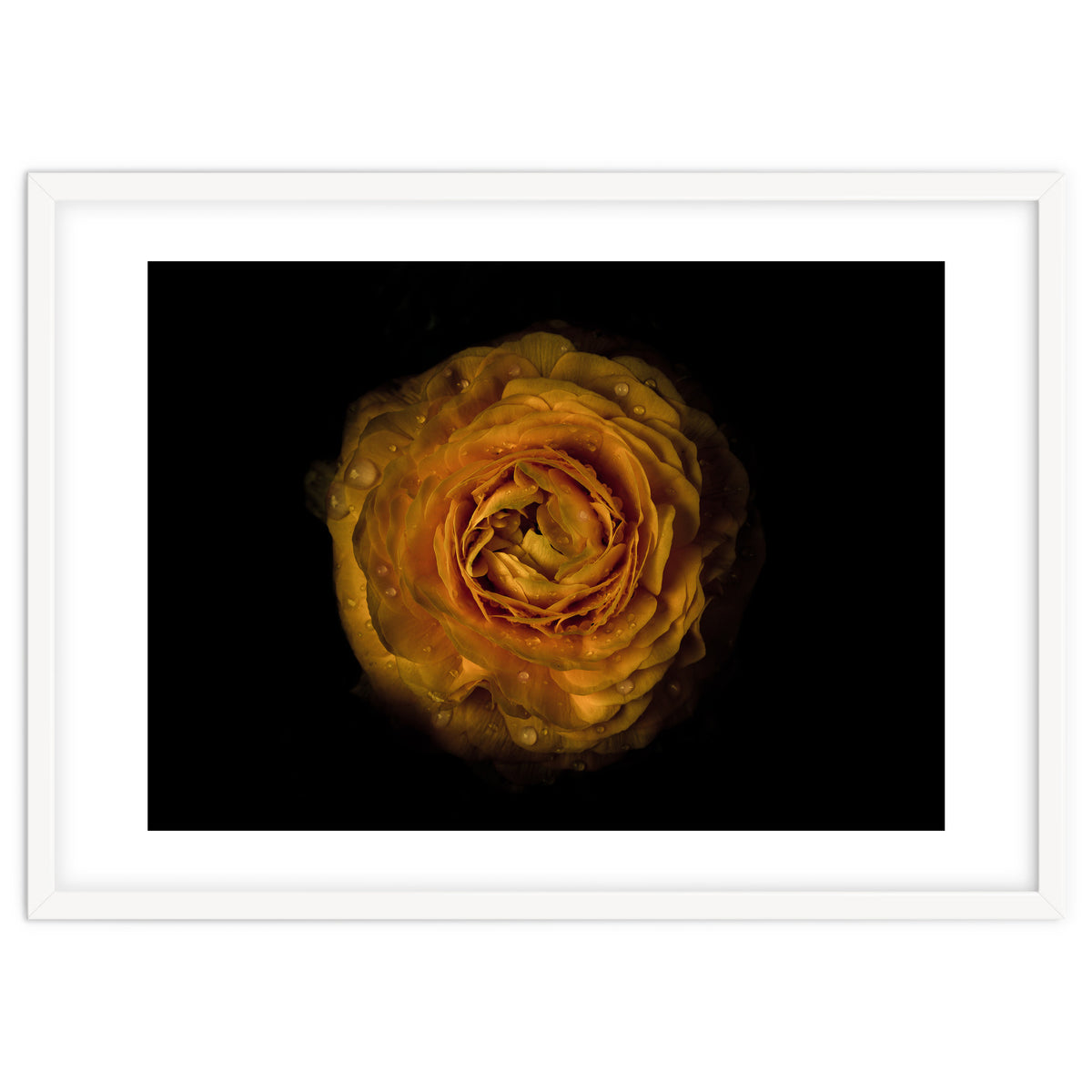 Backyard Flowers No 73 Color Version