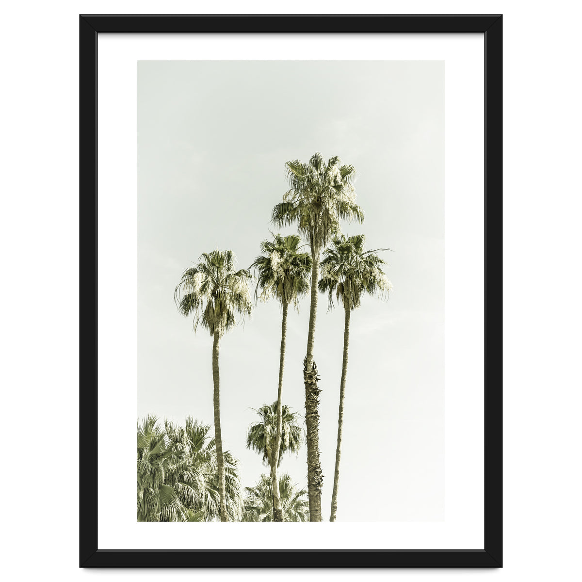 Palm Trees Summertime