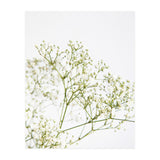 Flowers (Print Only) thumbnail
