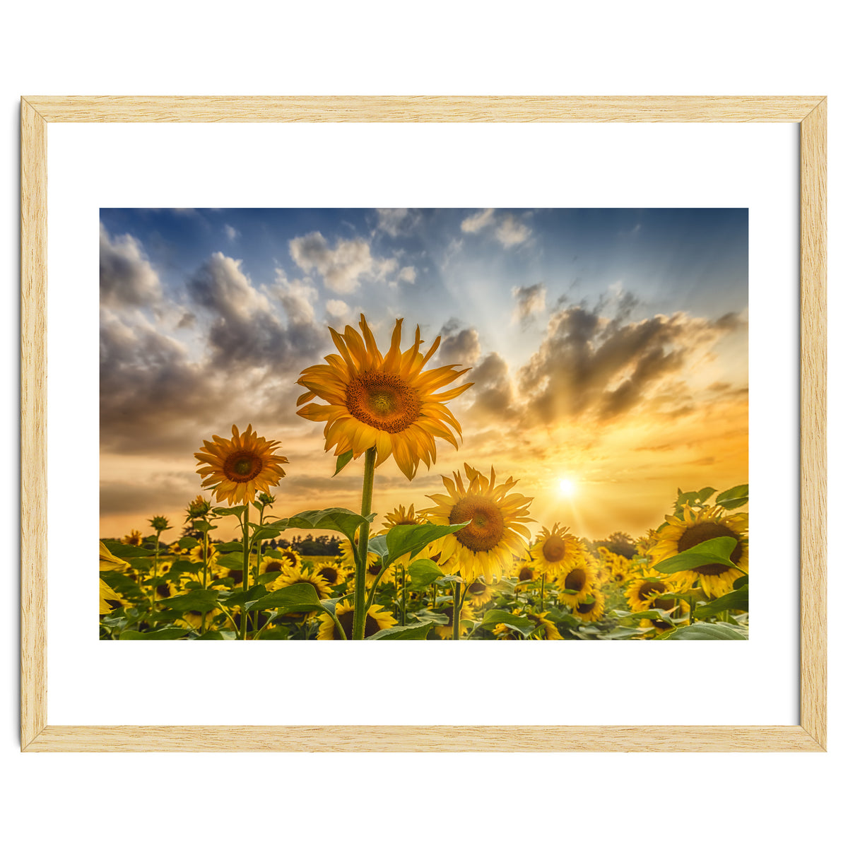 Lovely sunflowers in sunset