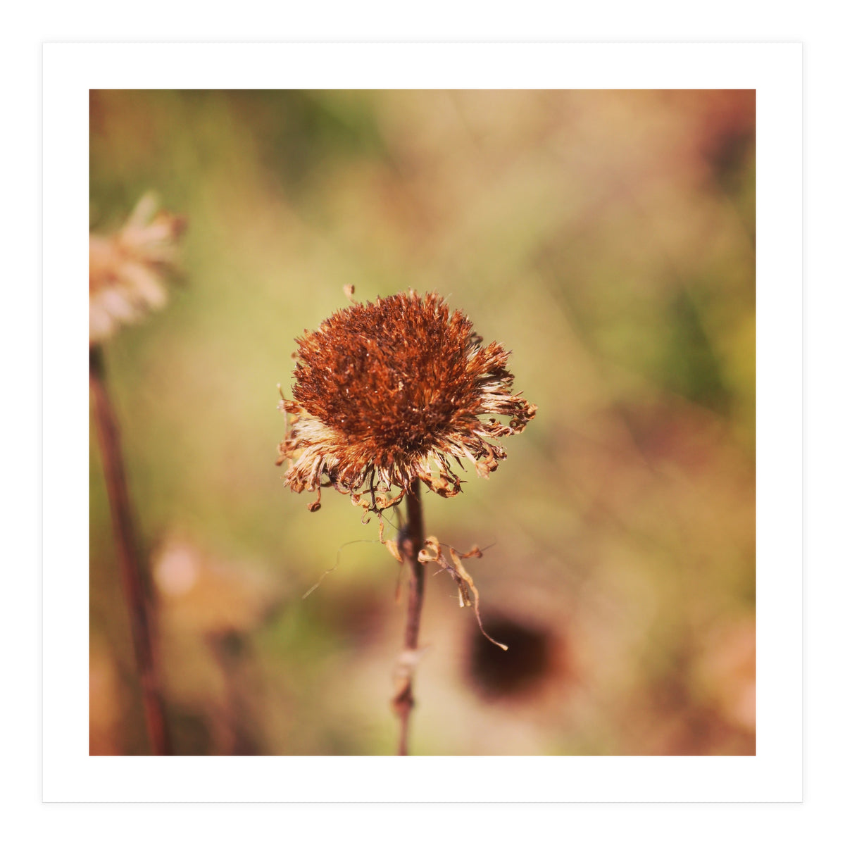 dried daisy (Print Only)