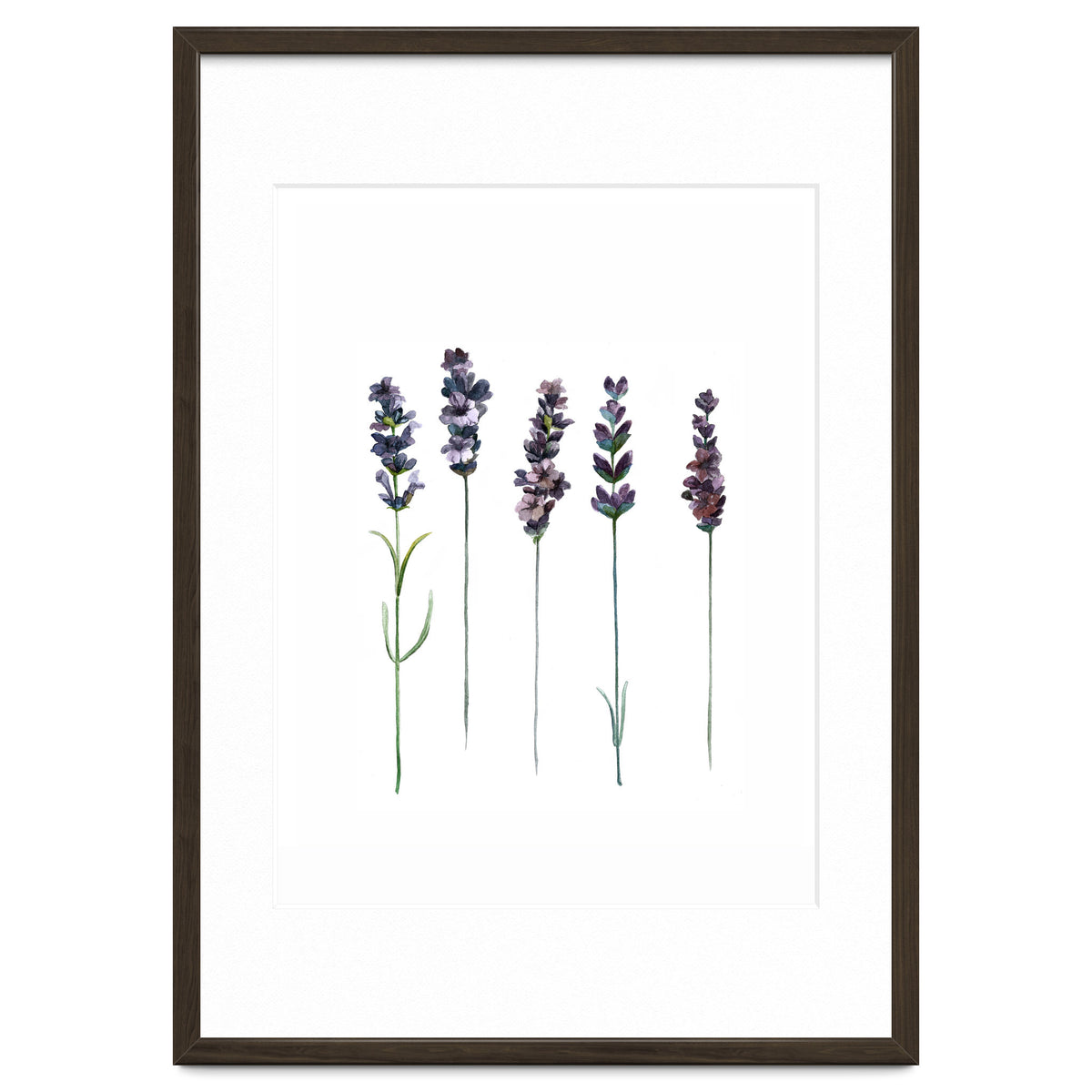 Botanical Illustration Lavender