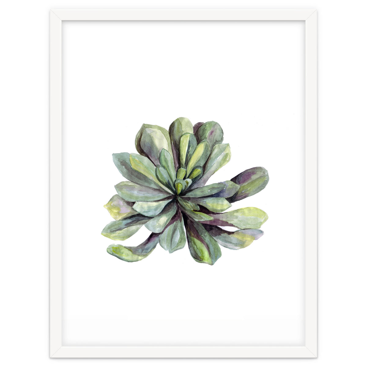 Botanical Illustration Succulent
