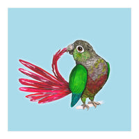 Preening green-cheeked conure (Print Only)