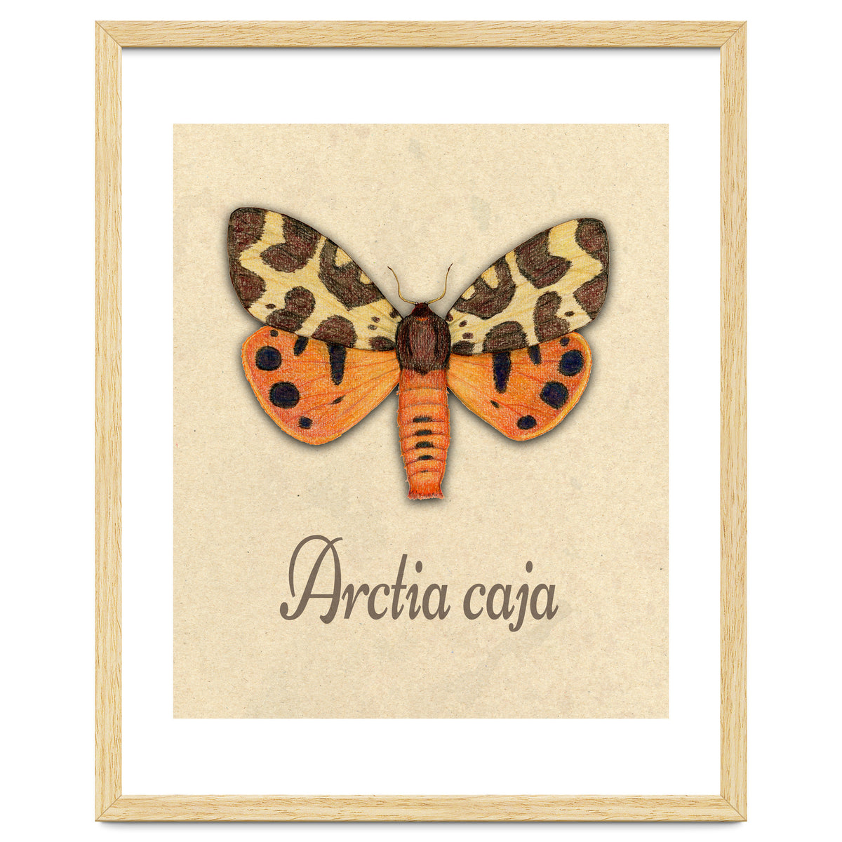 Garden tiger moth illustration