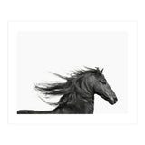 Dark Horse (Print Only) thumbnail