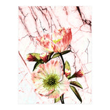 Flowering on pink marble (Print Only) thumbnail