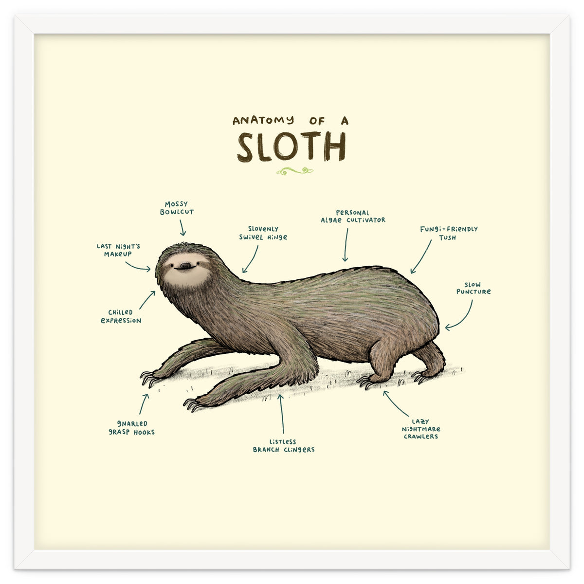 Anatomy Of A Sloth