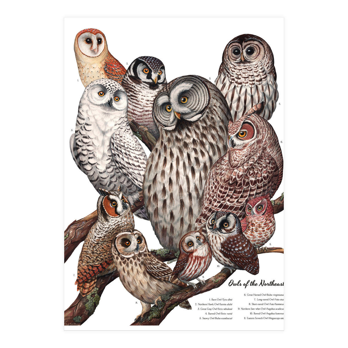 Owls Of The Northeast (Print Only)