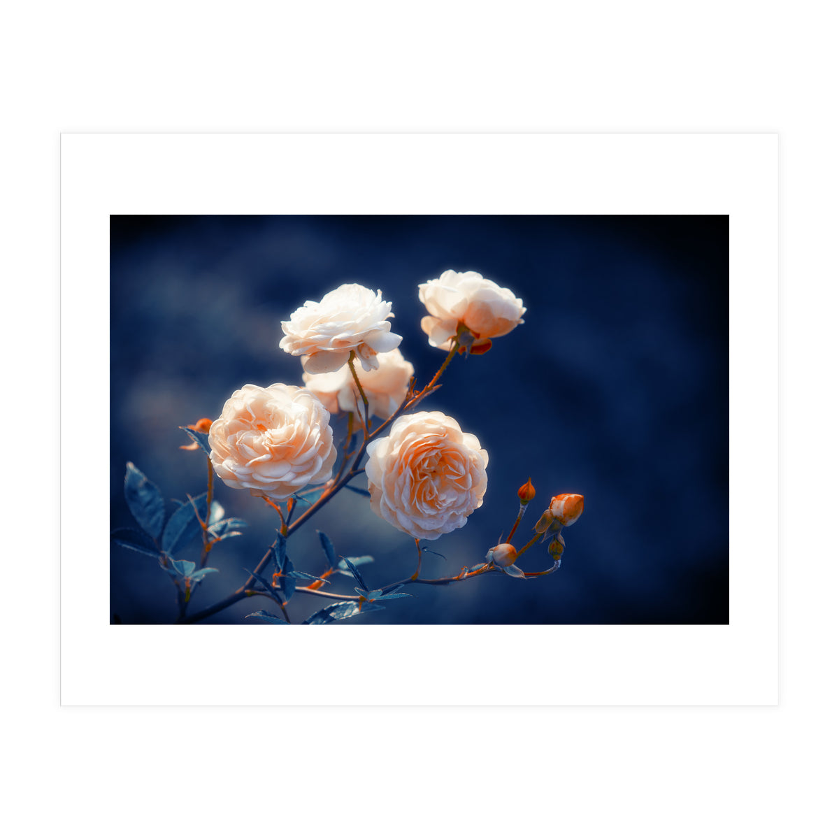 Rose Garden (Print Only)