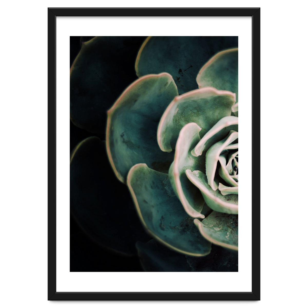 Darkside Of Succulents 4-E