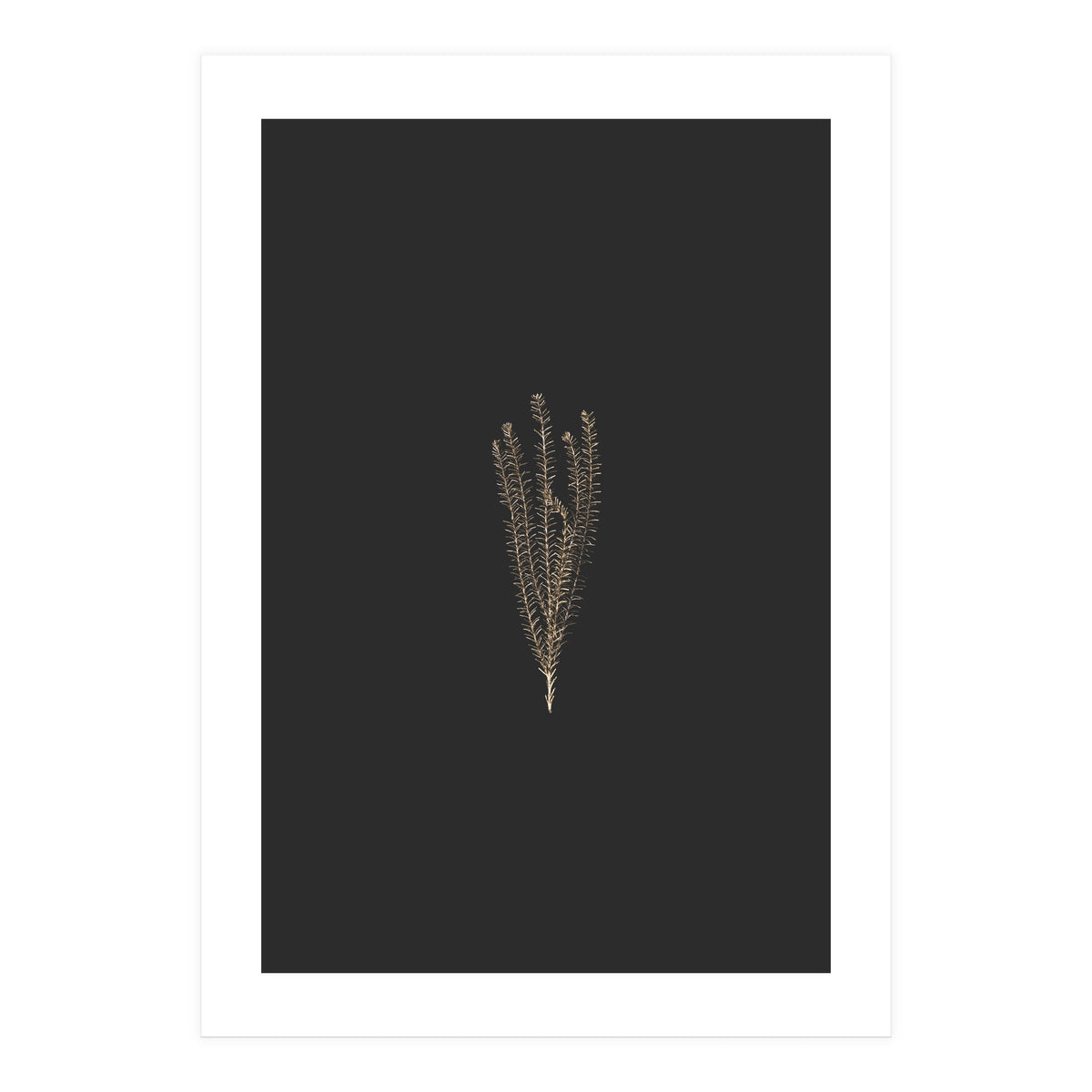 Delicate Fynbos Botanicals in Gold and Black (Print Only)