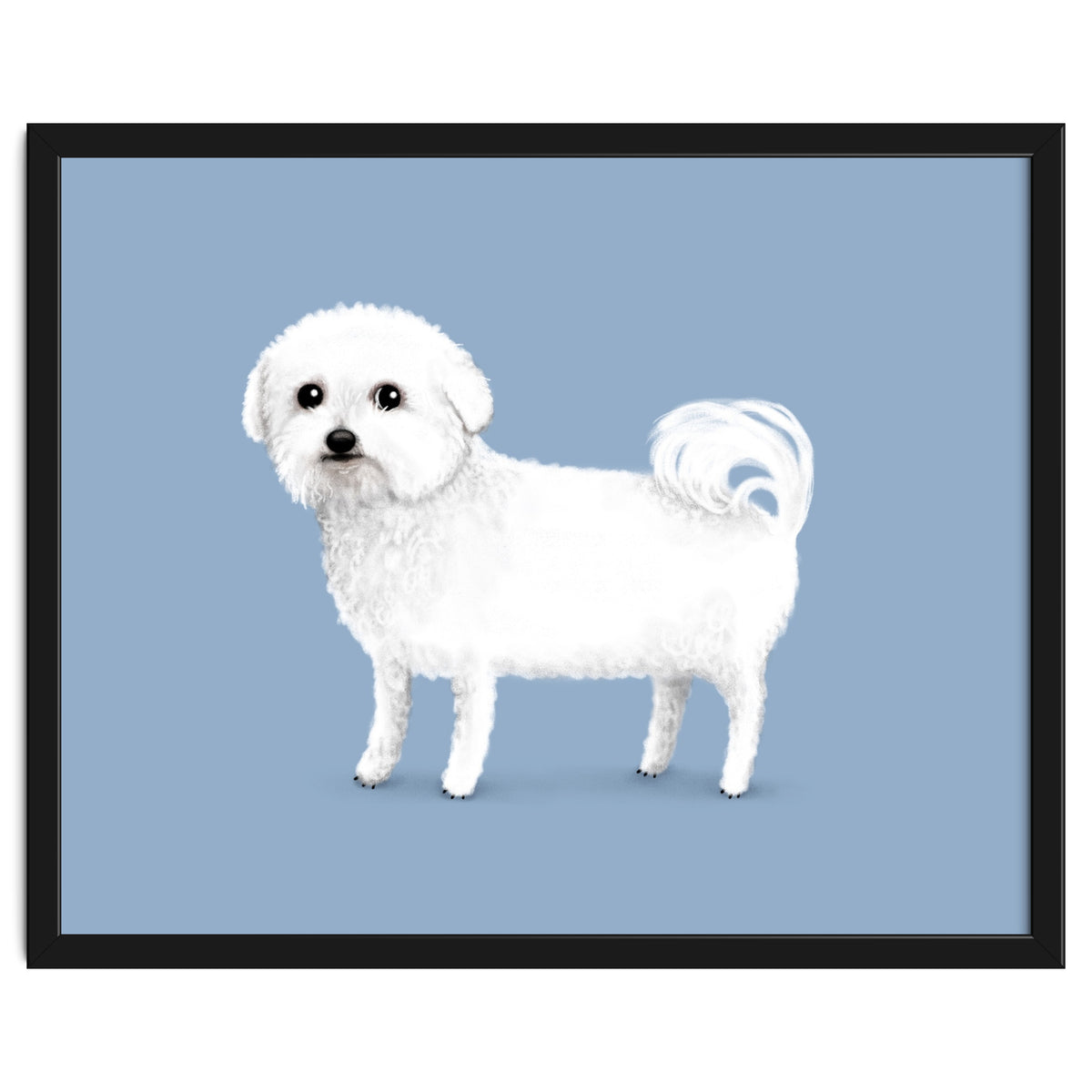 Bichon Frise