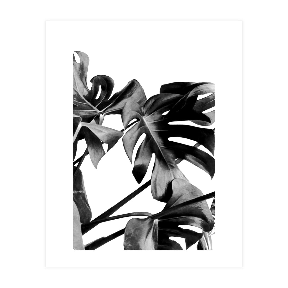 Monstera Black And White 06 (Print Only)