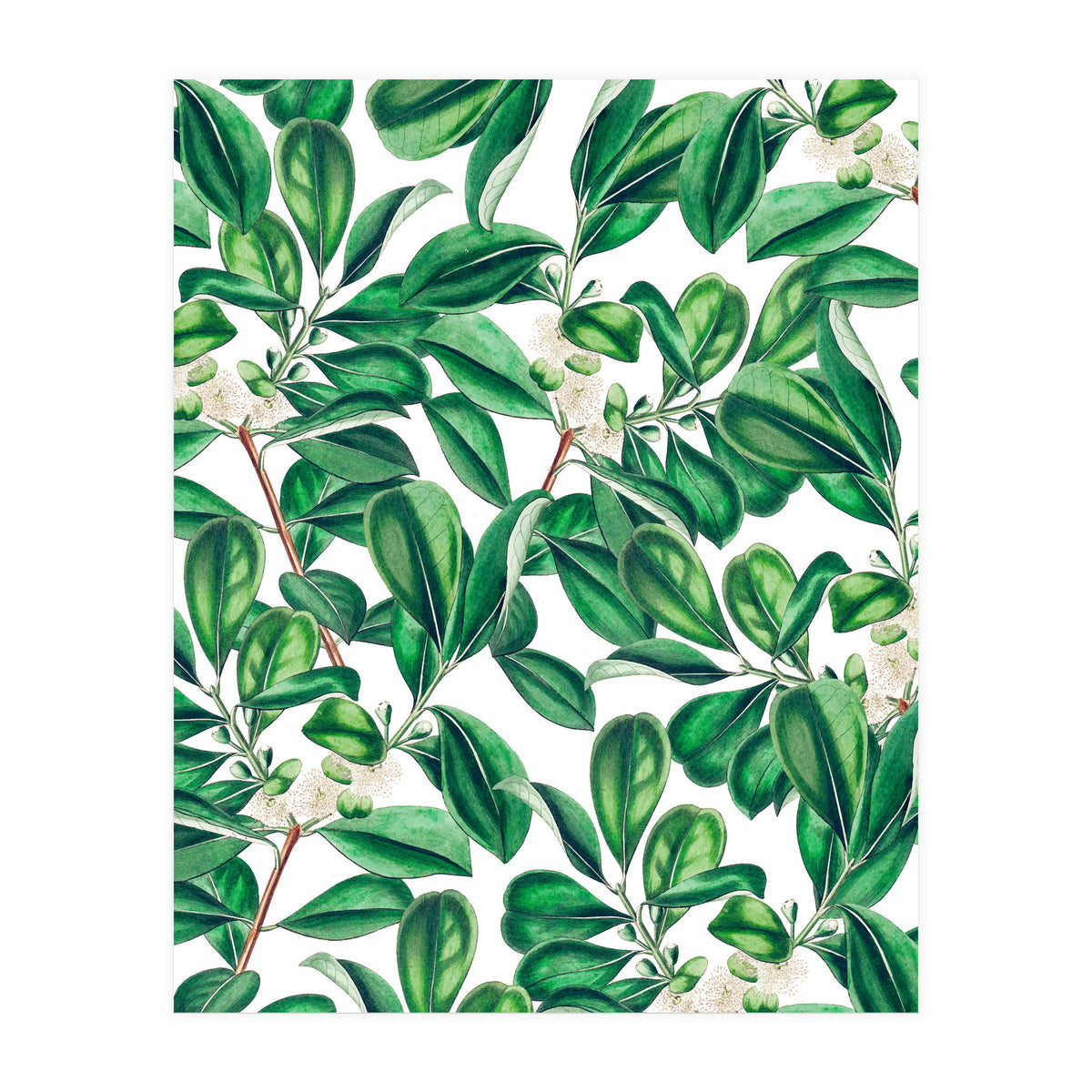 Botanica (Print Only)