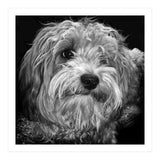 Havaneser (Print Only) thumbnail