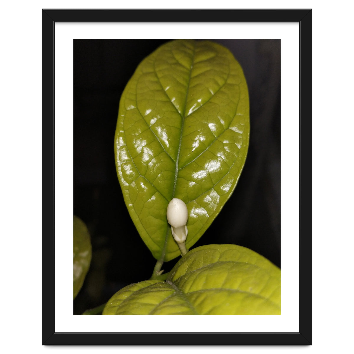 Jasmine Flower Fragrance