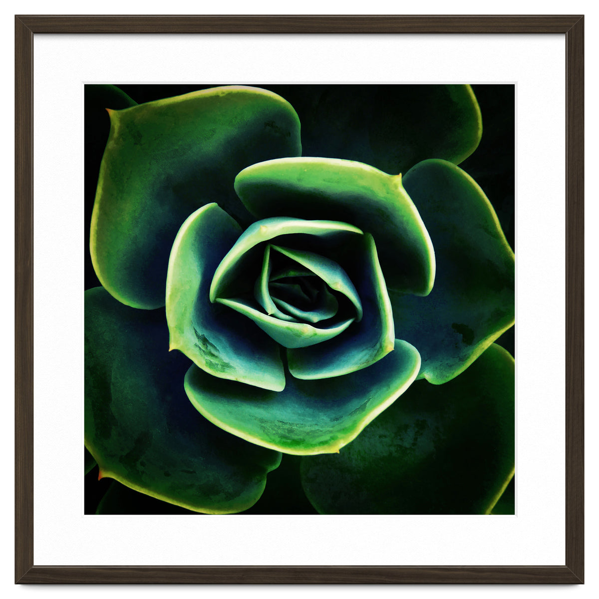 DARKSIDE OF SUCCULENTS XIV