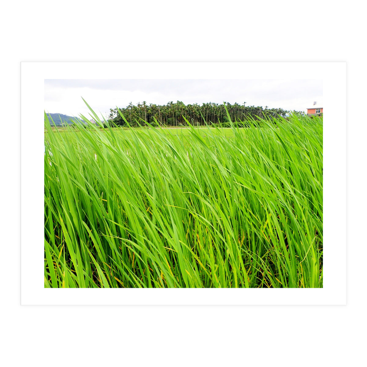 In the Tall Grass (Print Only)