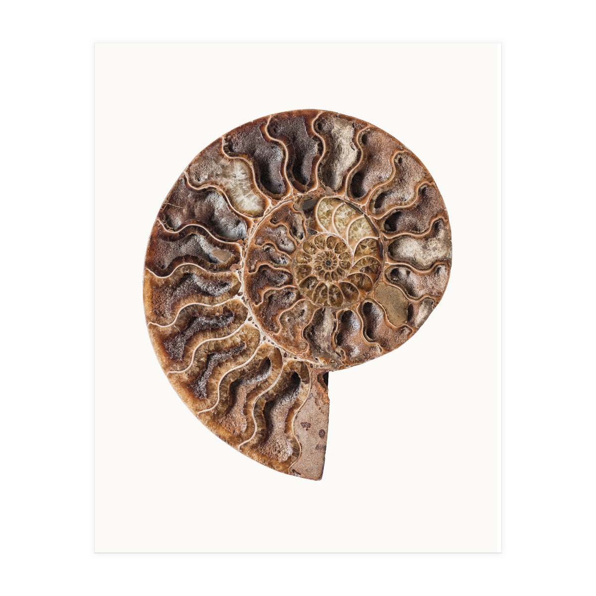 Cc Shell 05 (Print Only)