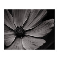 Black And White Flower (Print Only)